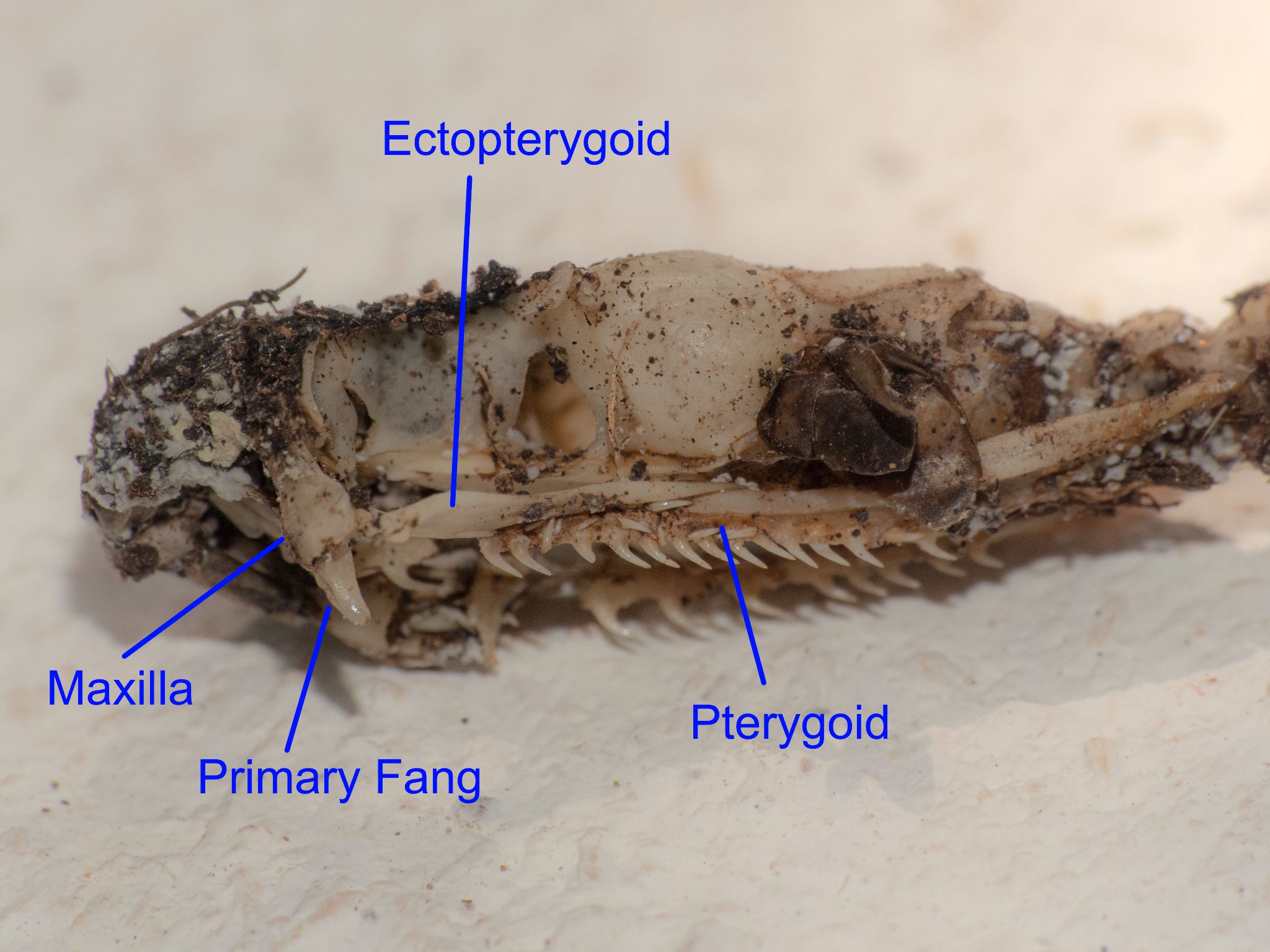 Vipera d. darevskii Sanislo, Trialeti west via Shota Zandukeli (2)